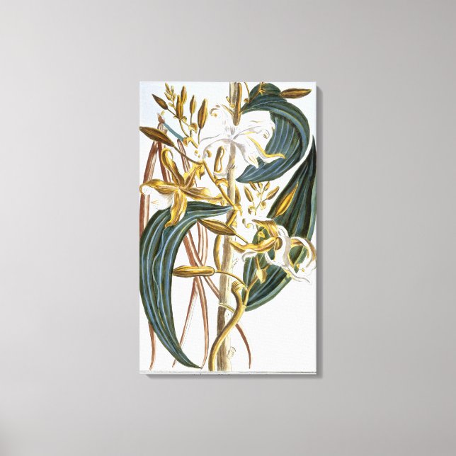 Vanilla-poder, platta 65, från Collection Precieus Canvastryck (Framsida)