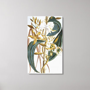 Vanilla-poder, platta 65, från Collection Precieus Canvastryck