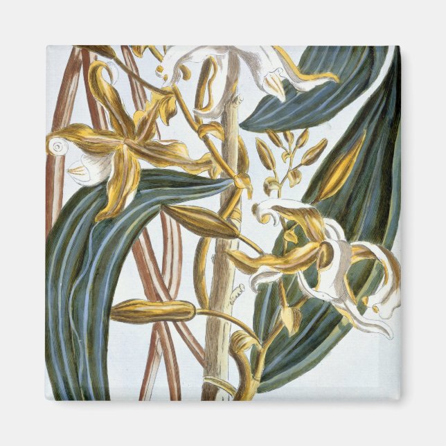 Vanilla-poder, platta 65, från Collection Precieus Magnet (Framsidan)