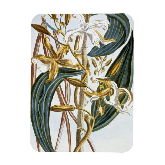 Vanilla-poder, platta 65, från Collection Precieus Magnet (Vertikal)