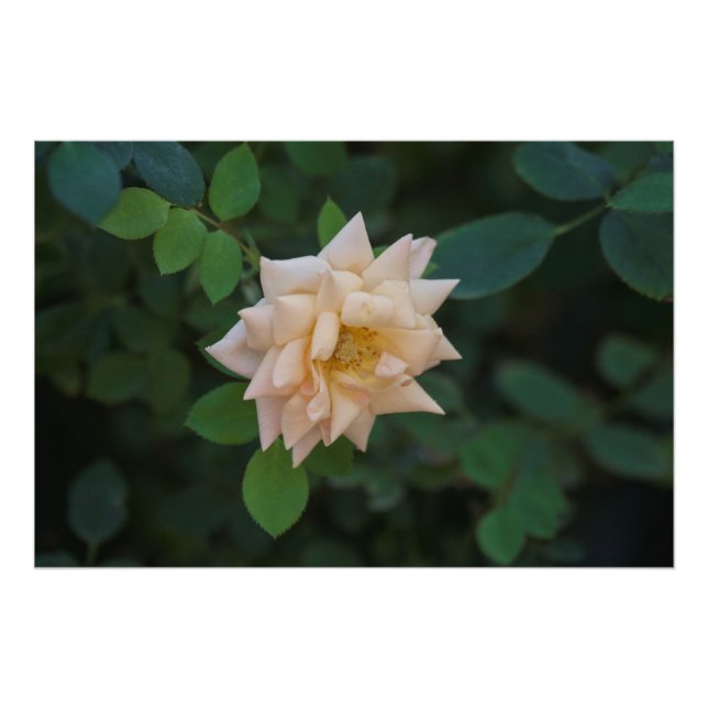 Vanilla Ro Fototryck (Framsidan)