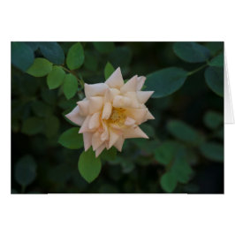 Vanilla Ro Hälsningskort