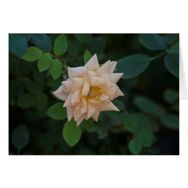 Vanilla Ro Hälsningskort (Framsidan Horizontal)