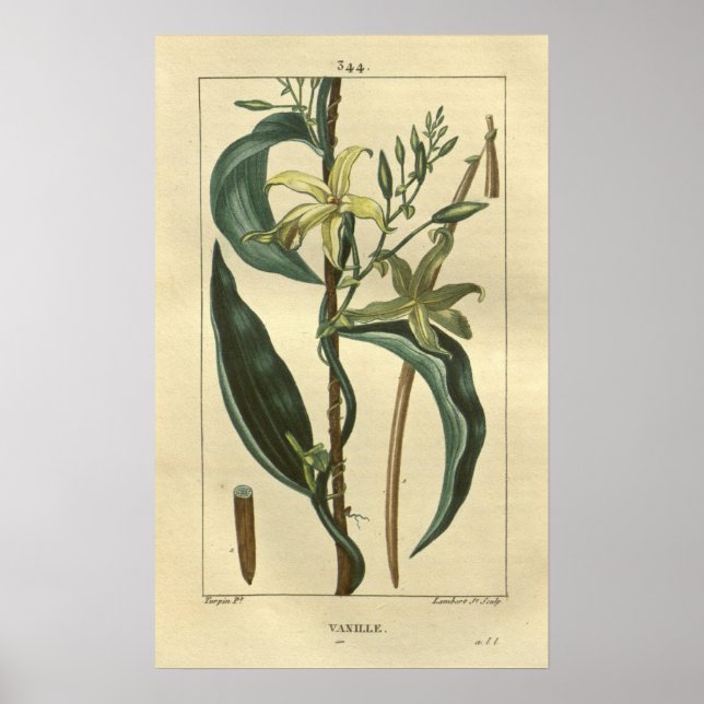 VANILLE, Vanilla Plant Print Poster (Framsidan)
