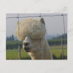 Vänlig alpacavykort vykort