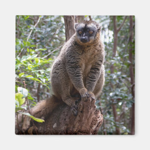 Vanlig brunt citronurus magnet
