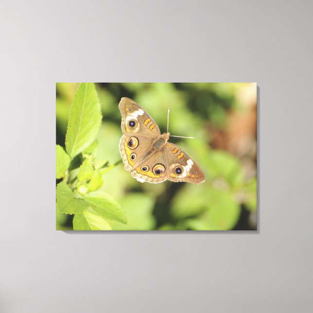 Vanlig buckeye-fjäril, Junonia coenia. Canvastryck (Framsida)