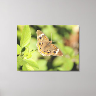 Vanlig buckeye-fjäril, Junonia coenia. Canvastryck