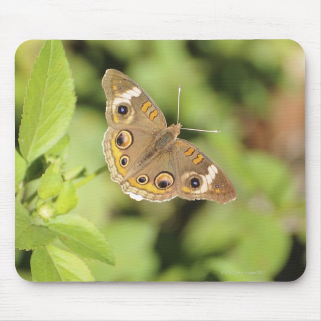 Vanlig buckeye-fjäril, Junonia coenia. Musmatta (Framsidan)