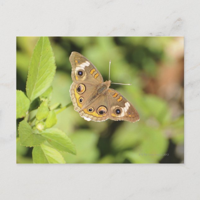 Vanlig buckeye-fjäril, Junonia coenia. Vykort (Framsida)