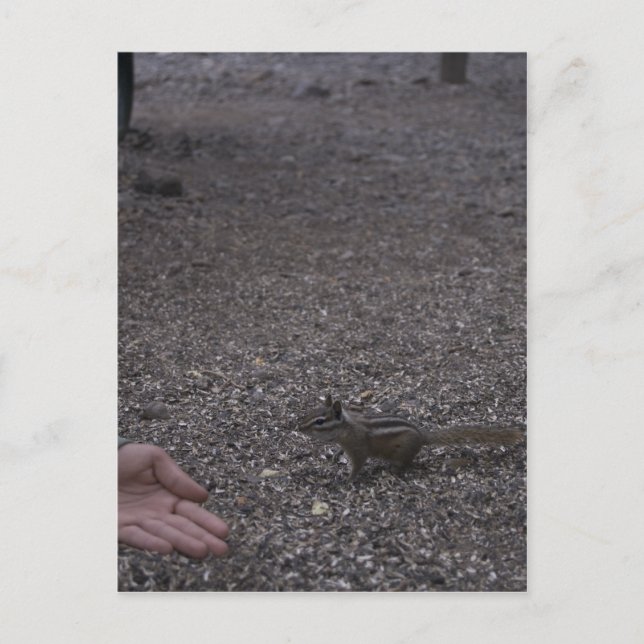 vänlig chipmunk vykort (Framsida)