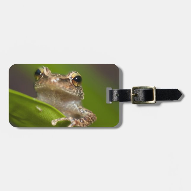 Vanlig coqui, Eleutherodactylus coqui Bagagebricka (Horisontell Framsida)