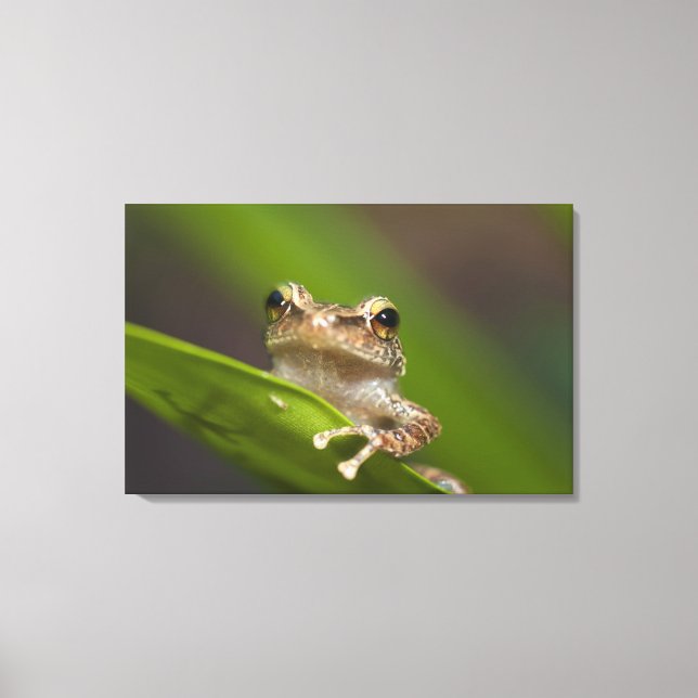 Vanlig coqui, Eleutherodactylus coqui Canvastryck (Framsida)