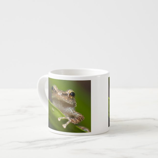 Vanlig coqui, Eleutherodactylus coqui Espressomugg (Framsida vänster)