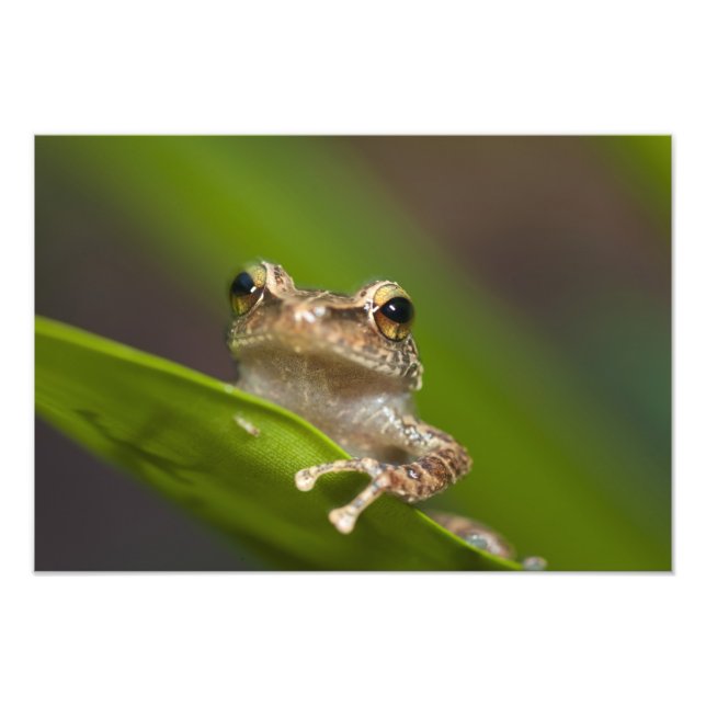 Vanlig coqui, Eleutherodactylus coqui Fototryck (Framsidan)