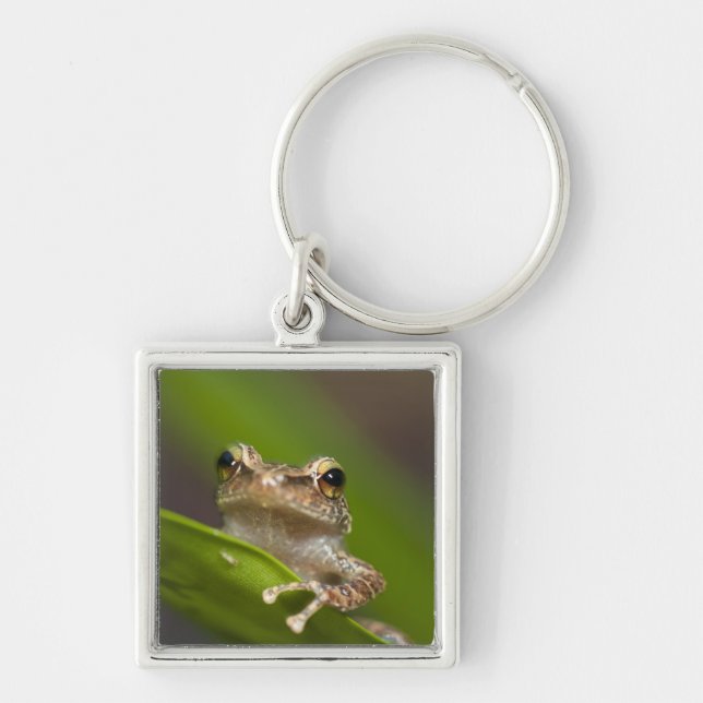 Vanlig coqui, Eleutherodactylus coqui Fyrkantig Silverfärgad Nyckelring (Framsidan)