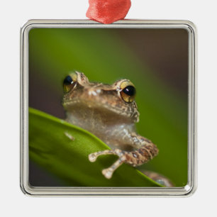 Vanlig coqui, Eleutherodactylus coqui Julgransprydnad Metall