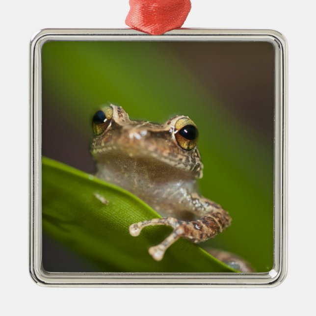 Vanlig coqui, Eleutherodactylus coqui Julgransprydnad Metall (Framsidan)
