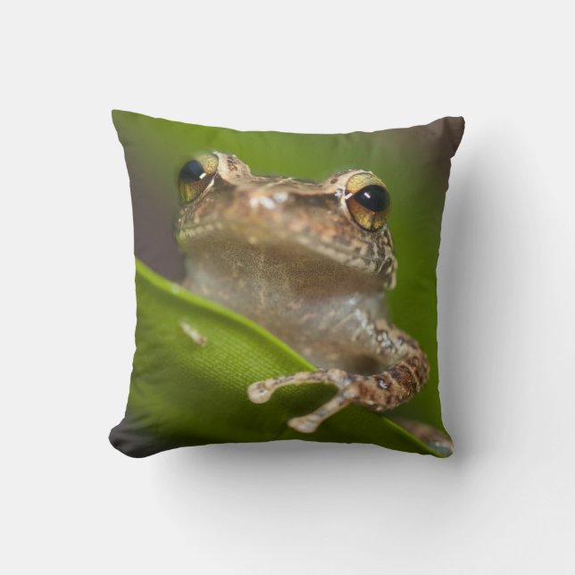 Vanlig coqui, Eleutherodactylus coqui Kudde (Framsida)