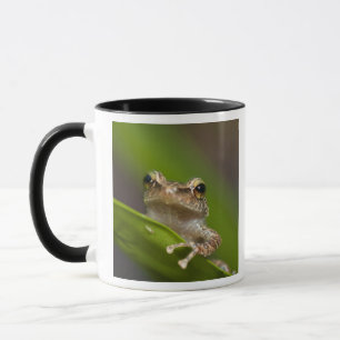 Vanlig coqui, Eleutherodactylus coqui Mugg
