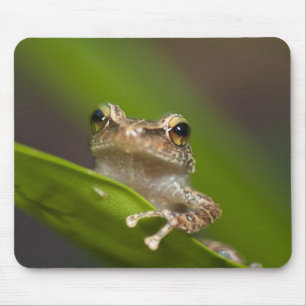 Vanlig coqui, Eleutherodactylus coqui Musmatta