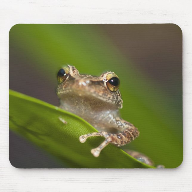 Vanlig coqui, Eleutherodactylus coqui Musmatta (Framsidan)