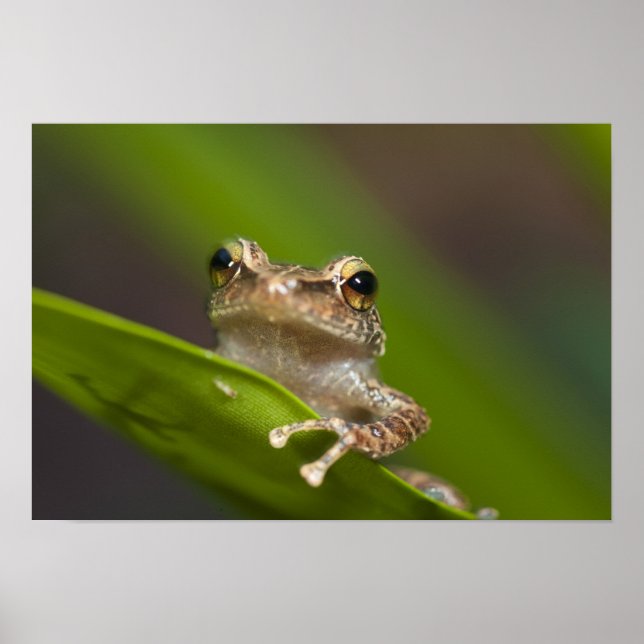 Vanlig coqui, Eleutherodactylus coqui Poster (Framsidan)