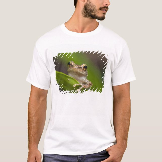 Vanlig coqui, Eleutherodactylus coqui T Shirt (Framsida)