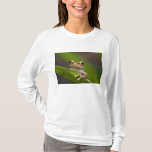 Vanlig coqui, Eleutherodactylus coqui Tee