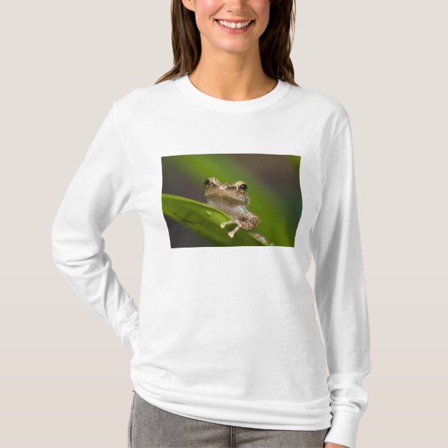 Vanlig coqui, Eleutherodactylus coqui Tee (Framsida)