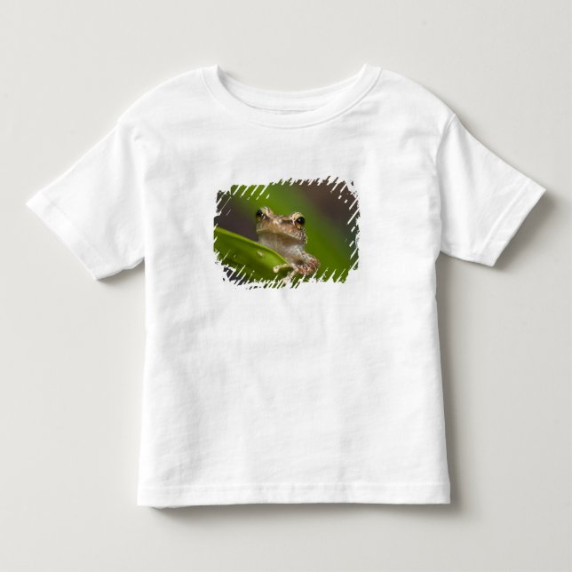 Vanlig coqui, Eleutherodactylus coqui Tee Shirt (Framsida)