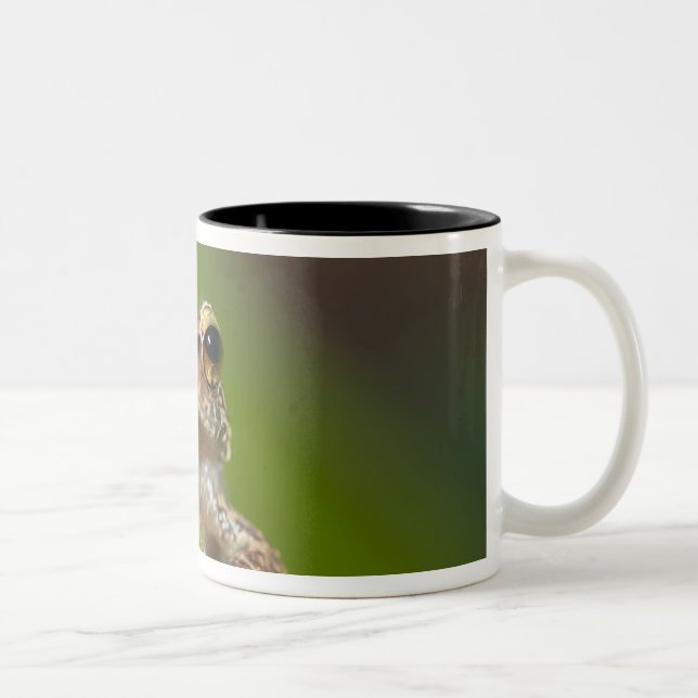 Vanlig coqui, Eleutherodactylus coqui Två-Tonad Mugg (Höger)