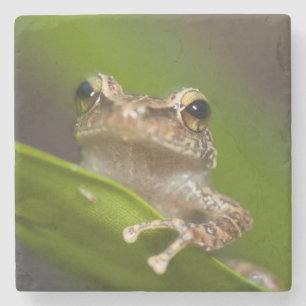 Vanlig coqui, Eleutherodactylus coqui Underlägg Sten