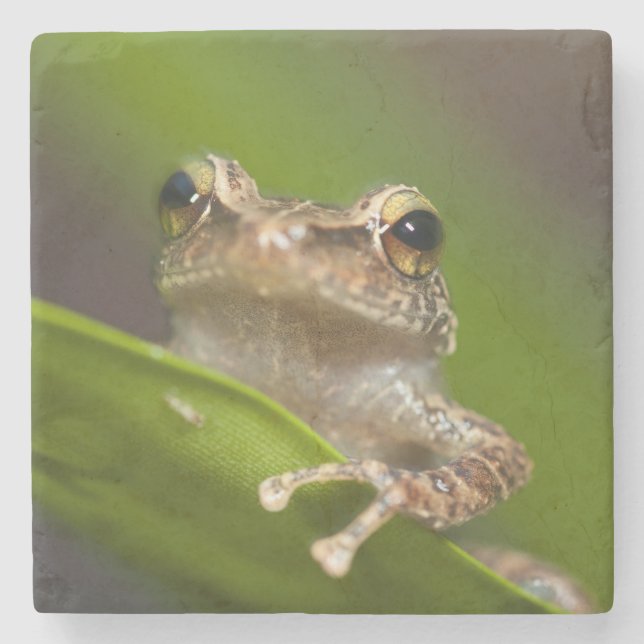 Vanlig coqui, Eleutherodactylus coqui Underlägg Sten (Framsidan)