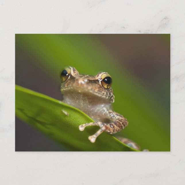 Vanlig coqui, Eleutherodactylus coqui Vykort (Framsida)