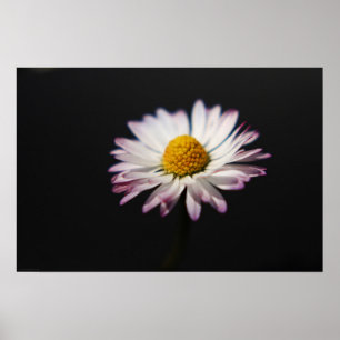 Vanlig Daisy wapcna Poster