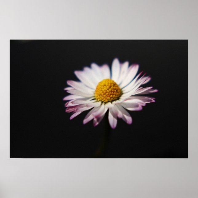 Vanlig Daisy wapcna Poster (Framsidan)