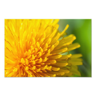 vanlig dandelion fototryck