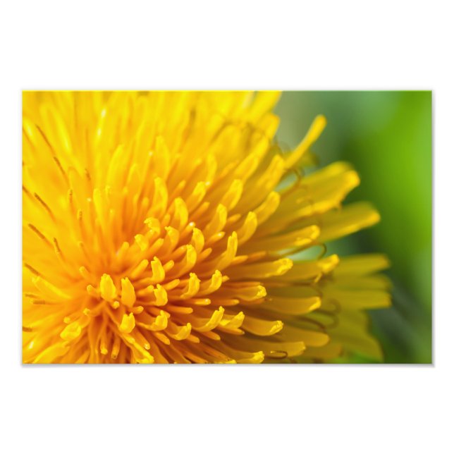 vanlig dandelion fototryck (Framsidan)