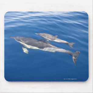 Vanlig delfin i sundet musmatta