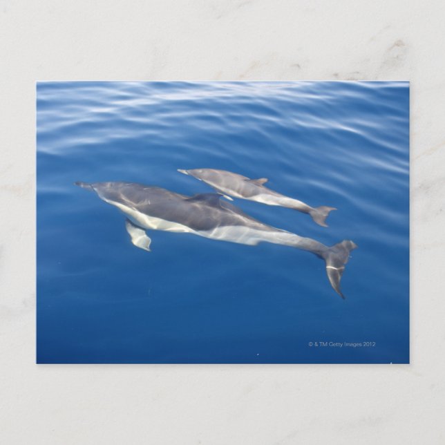 Vanlig delfin i sundet vykort (Framsida)