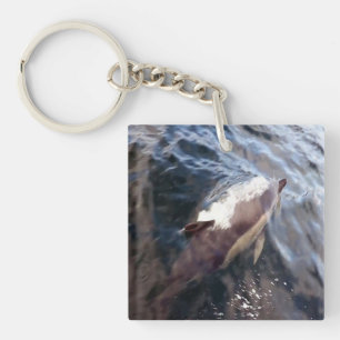 Vanlig delfin Oceaniska Marina Vilda djur Sjöfart