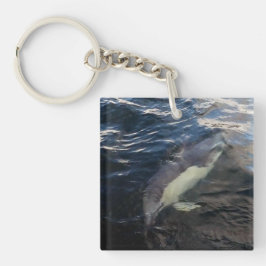 Vanlig delfin Simmande Ocean Vilda djur Marinliv