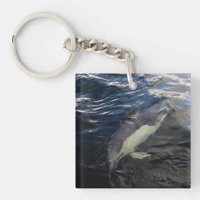 Vanlig delfin Simmande Ocean Vilda djur Marinliv (Framsidan)