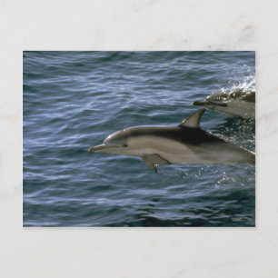 Vanlig delfin vykort