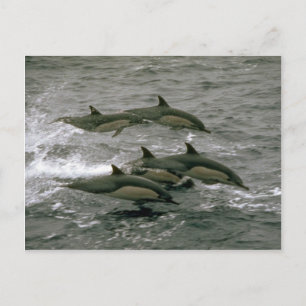 Vanlig delfin vykort