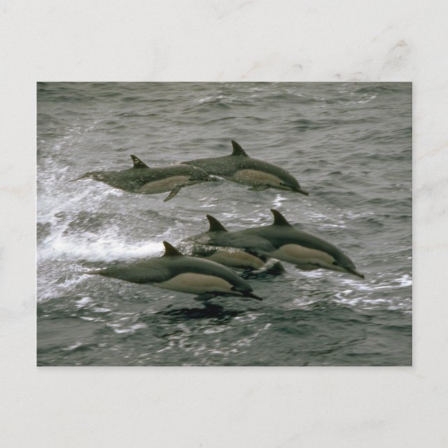 Vanlig delfin vykort (Framsida)