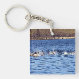 Vanlig delfinflock simmar ytspringande hav vild
