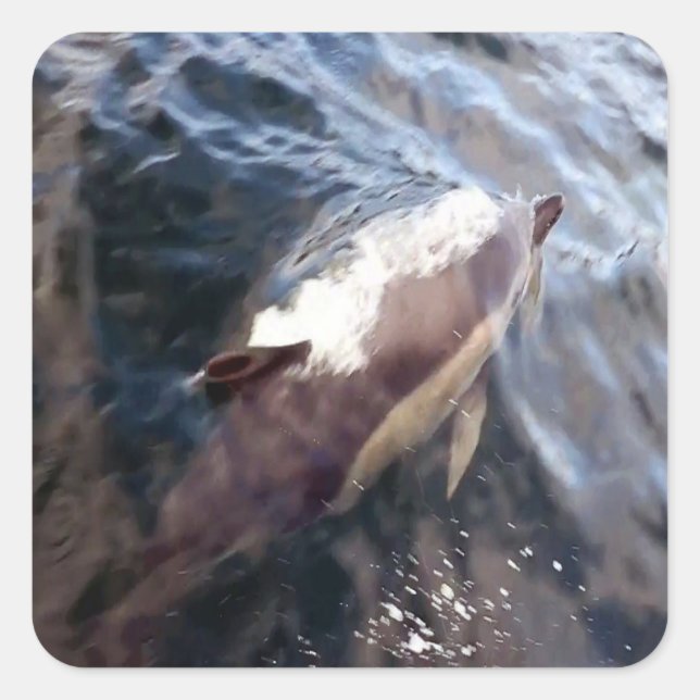 Vanlig delfinyta fyrkantigt klistermärke (Framsida)