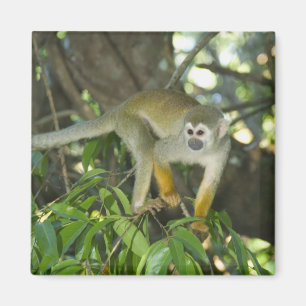 Vanlig dödskalleapa, (Saimiri sciureus), Rio Magnet
